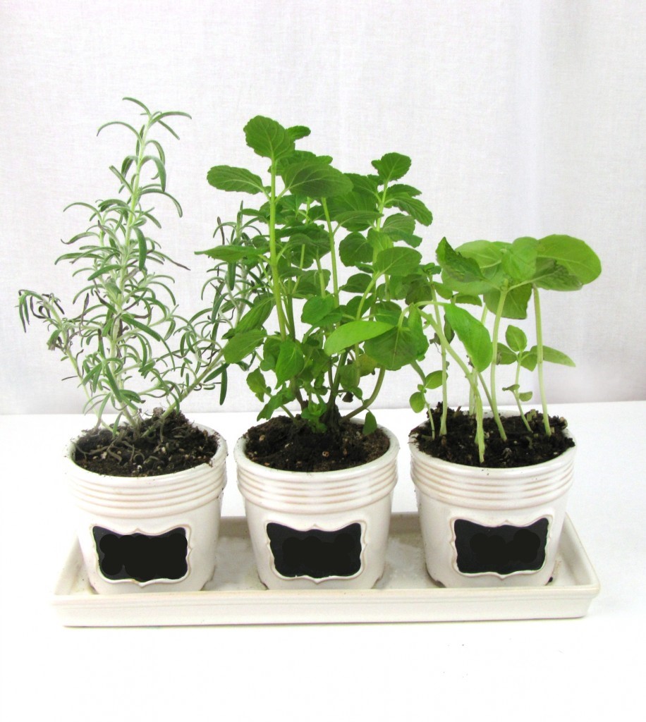 Herb-an Gardening with NCJWSTL
